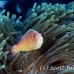 anemonefish_pink_bs_h_0705_png466.jpg